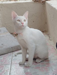 white persian cat mix breed