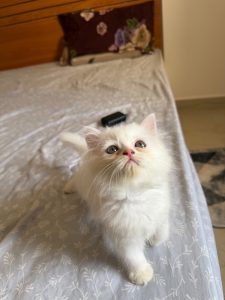 White persian kitten