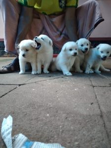 White Pomeranian puppies
