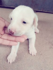 White puppy