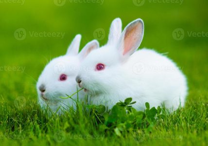 White red eyed rabbit