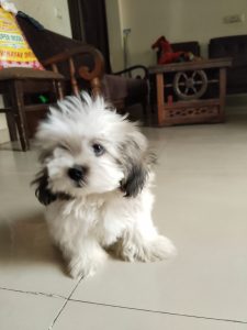 White Shih Tzu male