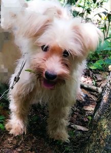 White terrier puppies