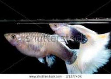 White Texedo Guppy for Sale