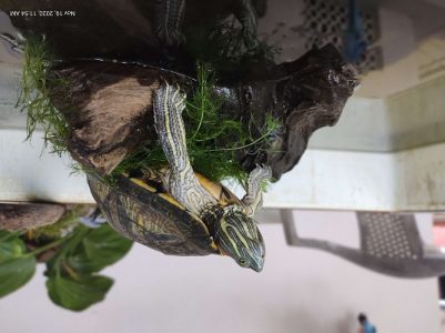 2 year old active male Red Eared Slider Turtle for sale at K
