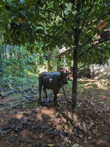 3 year Old Buffallos