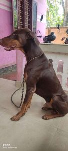 2 1/2 year old DOBERMAN male  for sale