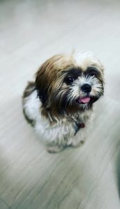 1 year old female Shih tzu dog