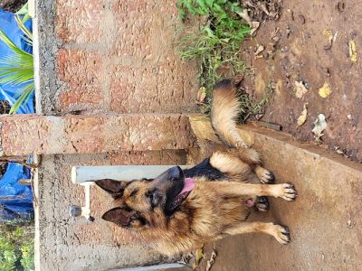 2 year old German Sheperd dogs( 1 Male & 1 Female)