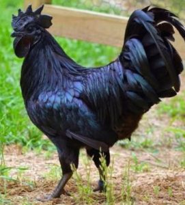 1 year old Karikozhi poovan