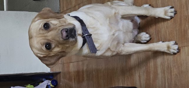 2 years  Lab Female for sale