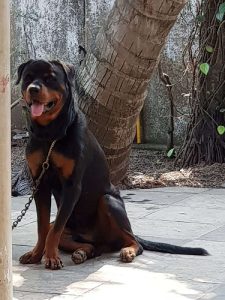 2 Years Male Rottweiler for Sale