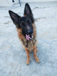 2 years 8 months old German Shepherd female