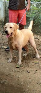 1.5 Years Old Labrador Dog For Sale