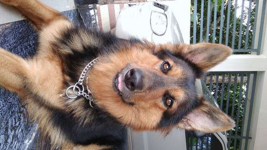 1½ years old Male German Shepherd