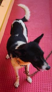 3 years old puppy for sale