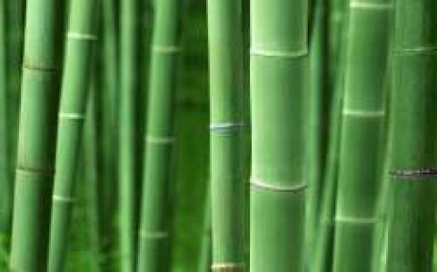 Yellow And Green Bamboo for sale