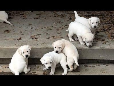 Yellow Lab Cute Puppy....8800539300