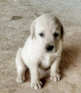 Yellow Male & Female Labrador Puppies available