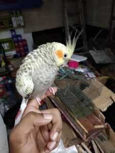 Yellow pearl full tamed cockatiel 