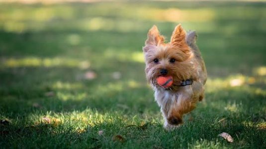 Yorkshire Terrier Cute Puppy....8800539300