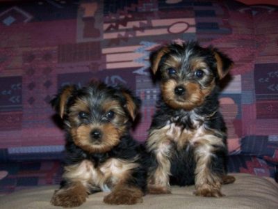Yorkshire terrier