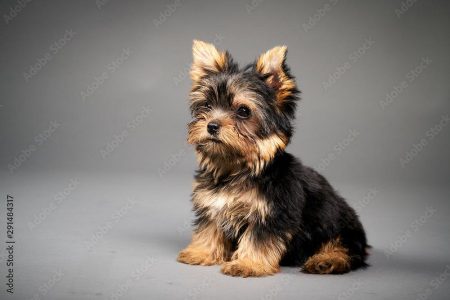 Yorkshire terrier puppies available