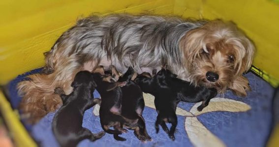 YorkshireTerrier Pups For Sale Delhi Trust Kennel