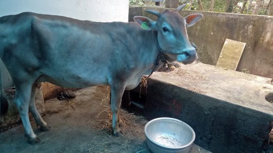 2.5 yr old vechoor cow