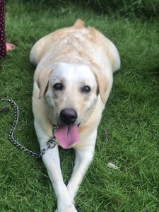 3 yrs old Female Labrador