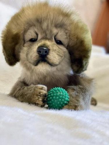 tibetan mastiff ......call 8307797664