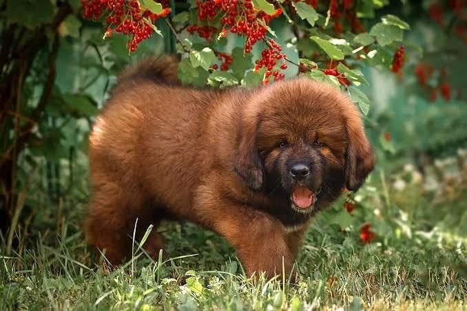 Tibetan Mastiff Cute Puppy 8800539300
