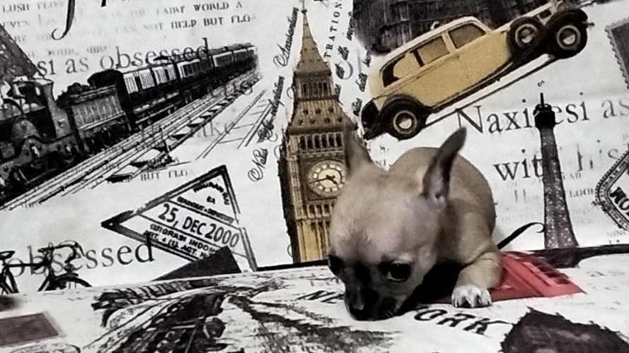 Tiny Size Chihuahua Puppies Available In Delhi Trust Kennel