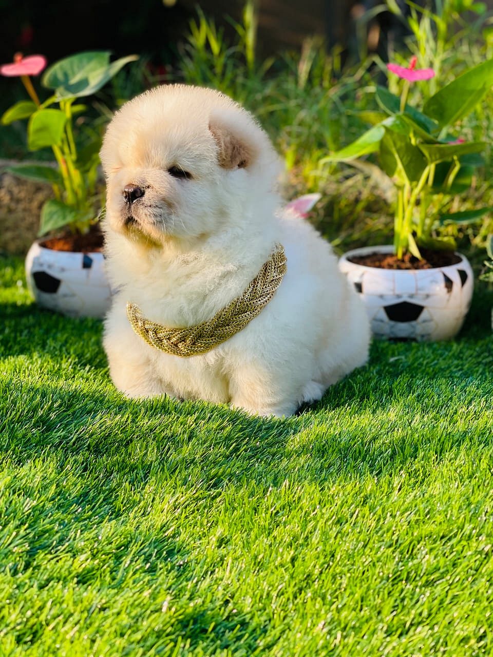 Top Notch Chow Chow Male Puppy