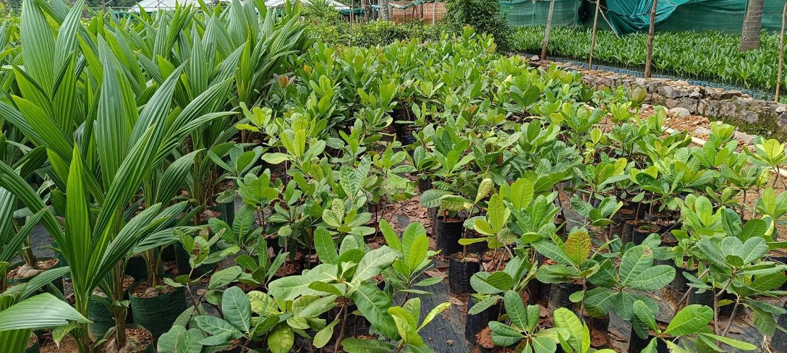 Top Plant Nurseries in Iritty, Kannur
