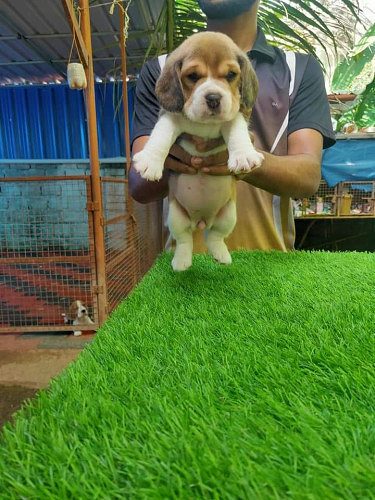 Top quality beagle puppies available call me 7010216202