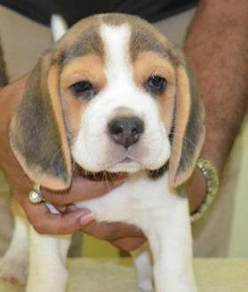 Top quality beagle puppy for sale