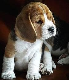 top quality beagle puppies available in bangalore waiting for there new home