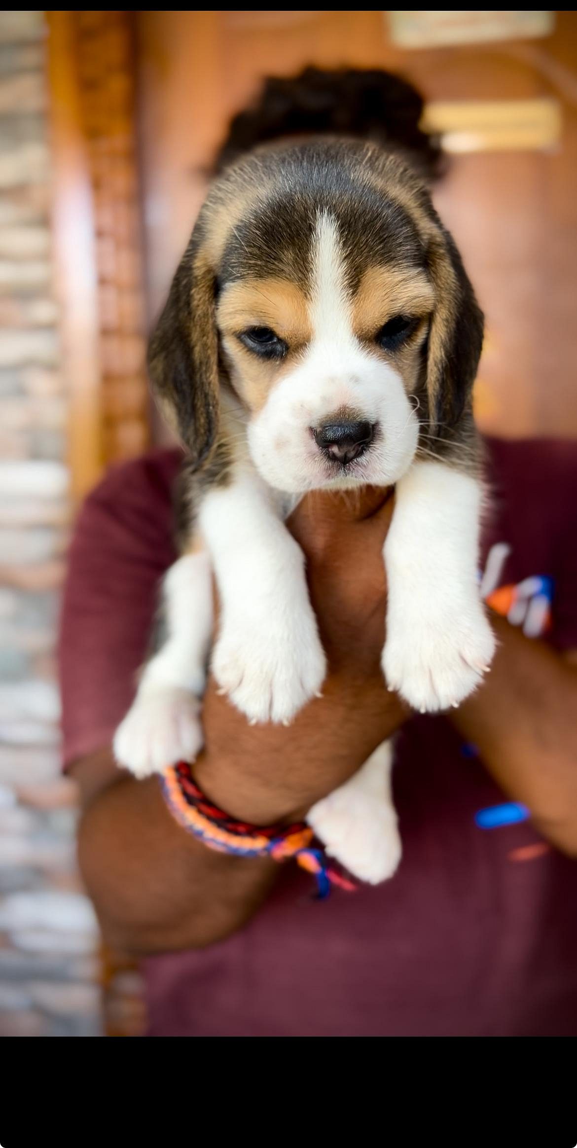 TOP QUALITY BEGALE MALE FEMALE PUPPY AVAILABLE