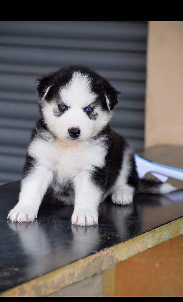 Top quality blue eyes Wolly coat husky male and female puppy available 9171701728