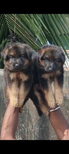 Top Quality German shepherd Puppies Available in best price