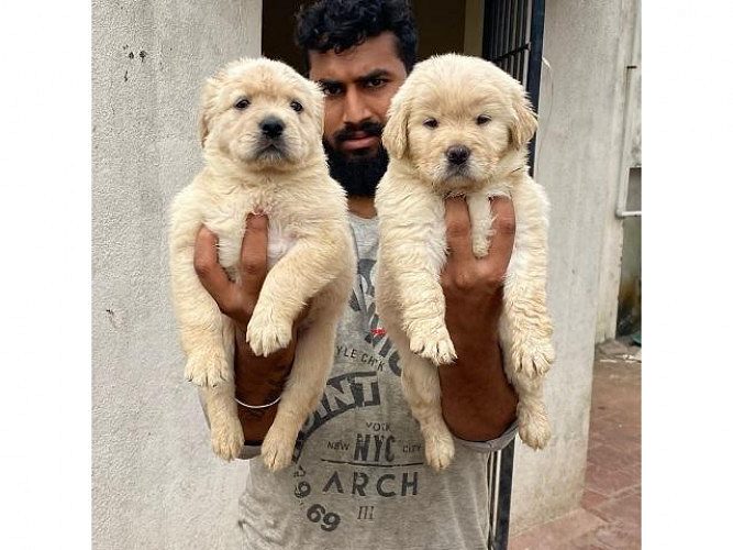 Top QUALITY GOLDEN RETRIEVER PUPPIES