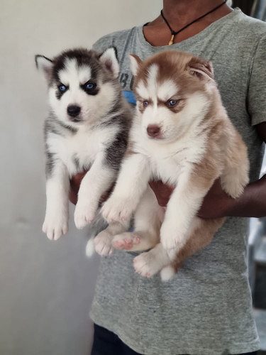 Top Quality Husky puppies Available in best price