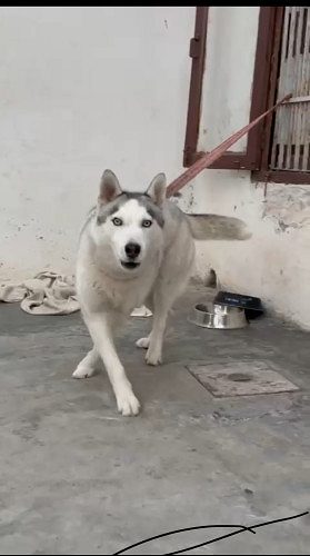 Top quality Husky