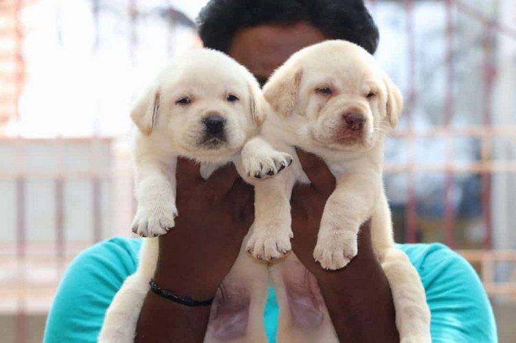 Top Quality Lab Puppies Available in best price