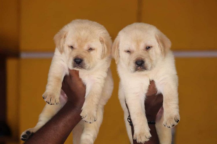 Top Quality Lab Puppies Available in best price