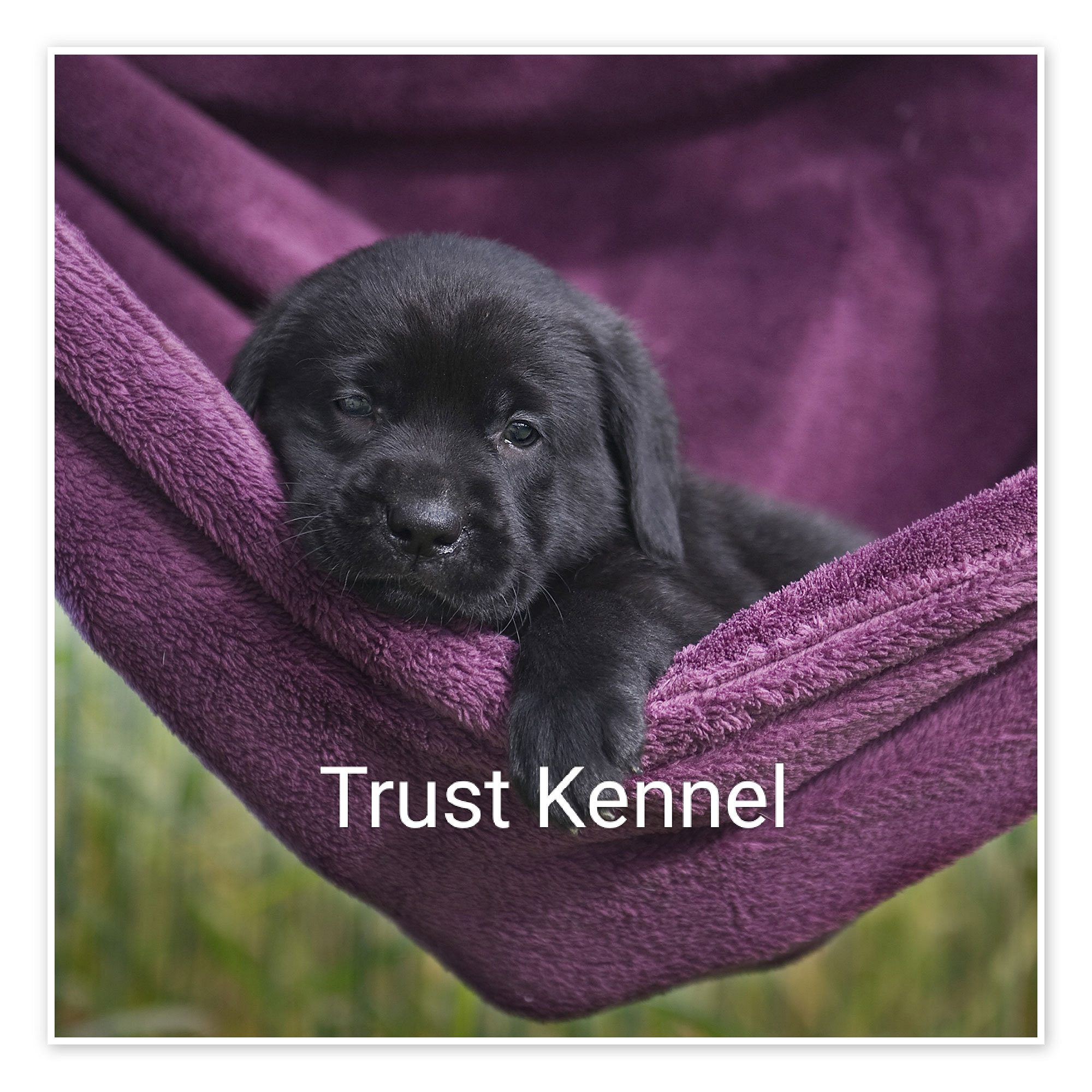 Top Quality Labrador Puppies Available Trust Kennel