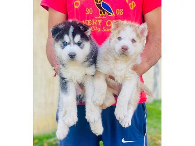TOP QUALITY PUREBREED SIBERIAN HUSKY PUPPIES@8798055319