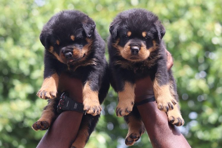 Top Quality Rottweiler puppies Available in best price