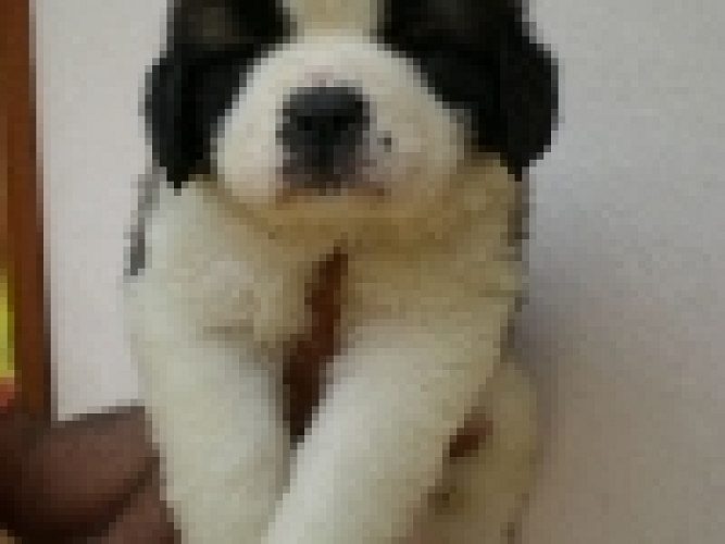 Top quality Saint Bernard puppies for sale..7300930479